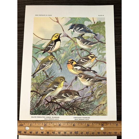 VTG Warbler Bookplate Allan Brooks Lithograph Bird Portraits In Color - Picture 1 of 10